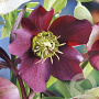 Helleborus o. Red Hybrids GM P9