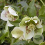Helleborus o. Spotted Hybrids GM P9