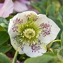 Helleborus o. 'Taurus' GM P9