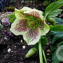 Helleborus o. 'Yellow Lady' GM P9