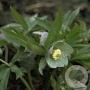 Helleborus purpurascens GM P9