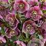 Helleborus purpurascens GM P9
