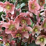 Helleborus Ruby Glow GM P9