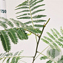 Albizia julibrissin 125-150 cm 3,5L