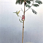Albizia julibr. 'Evi's Pride' 200-225 cm 10L
