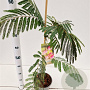 Albizia julibr. Ombrella 60-80 cm 3,0L