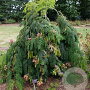 Albizia julibr. 'Shidare' 80-100 cm 10L