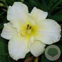 Hemerocallis 'Arctic Snow' GM P9