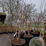Betula utilis 'Doorenbos' 200-250 cm container meerstammig