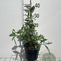 Buddleja d. 'Royal Red' GM 2,0L