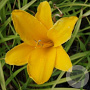 Hemerocallis 'Aten' GM P9