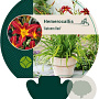 Hemerocallis 'Autumn Red' GM P9