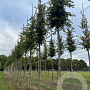 Carpinus betulus 18-20 HO draadkluit