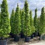 Carpinus bet. 'Fastigiata' 16-18 HO container