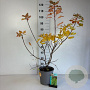 Cotinus coggygria 60-80 cm cont. 65L