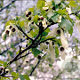 Davidia involucrata 10-12 HO draadkluit