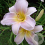 Hemerocallis 'Catherine Woodbury' GM P9