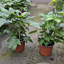 Fatsia japonica 30-40 cm 2,0L