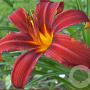 Hemerocallis 'Crimson Pirate' GM P9