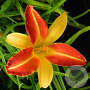Hemerocallis 'Frans Hals' GM P9