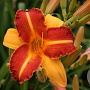 Hemerocallis 'Frans Hals' GM P9
