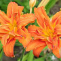 Hemerocallis fulva GM P9