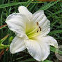 Hemerocallis 'Joan Senior' GM P9