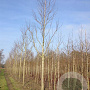 Liquidambar s. 'Worplesdon' 20-25 HO draadkluit