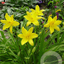 Hemerocallis lilioasphodelus GM P9
