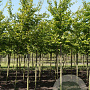 Parrotia persica 10-12 HO draadkluit