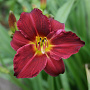 Hemerocallis 'Pardon Me' GM P9