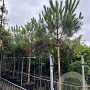 Pinus pinea 20-25 HO container