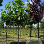 Platanus hispanica 20-25 HO draadkluit