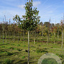 Pyrus calleryana 'Chanticleer' 10-12 HO draadkluit