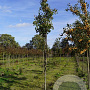 Pyrus calleryana 'Chanticleer' 12-14 HO draadkluit