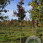 Pyrus calleryana 'Chanticleer' 12-14 HO draadkluit