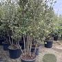 Quercus ilex 175-200 cm container meerstammig
