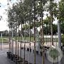Quercus ilex 8-10 HO container