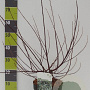 Salix rosmarinifolia 60-80 cm 4,5L