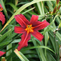 Hemerocallis 'Sammy Russell' GM P9