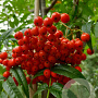 Sorbus 'Dodong' 8-10 HO container