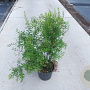 Spiraea arguta 60-80 cm 10L
