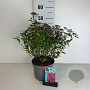 Spiraea jap. 'Country Red' 30-40 cm 3,5L
