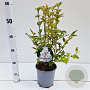 Syringa meyeri Flowerfesta White 25-30 cm 2,5L