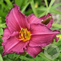 Hemerocallis 'Summer Wine' GM P9