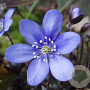 Hepatica nobilis GM P9