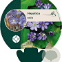 Hepatica nobilis GM P9