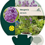 Hesperis matronalis GM P9