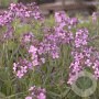 Hesperis matronalis GM P9