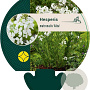 Hesperis matr. 'Alba' GM P9